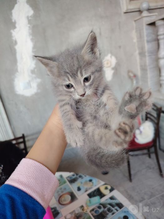 Продаются домашние котята!