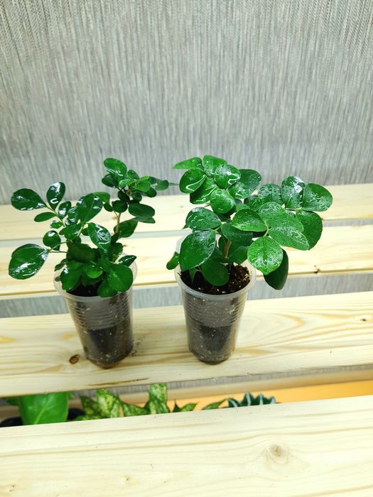 Продам Пахира Акватика