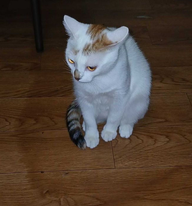 Бесплатно дарим кошечку