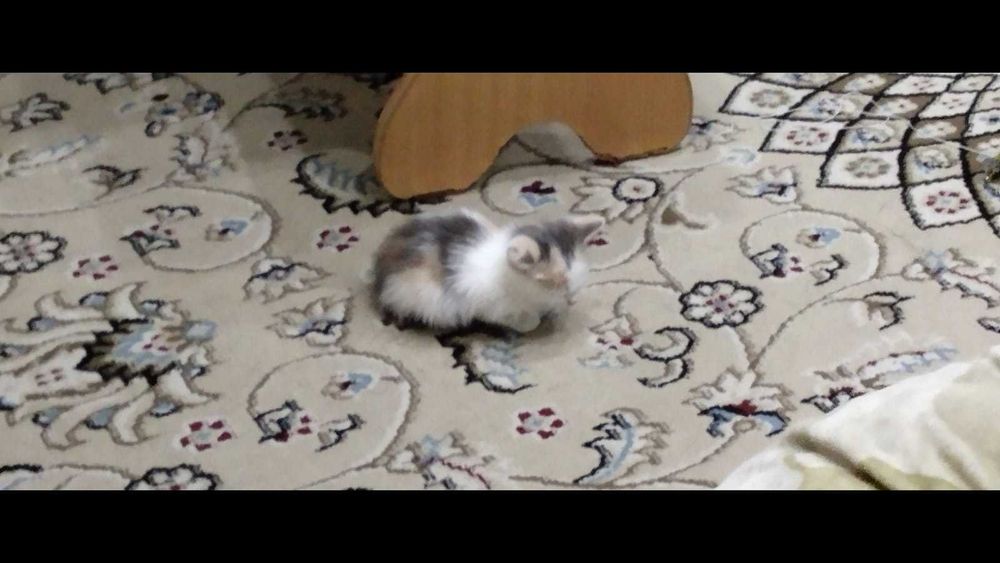 Отдам котенка девочку 1,5 Срочно