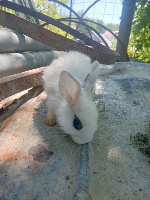 Iepuri de vânzare eu sunt din constanța localitatea Rasova