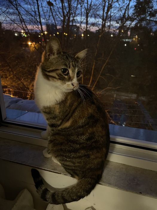 donez pisica in constanta! URGENT