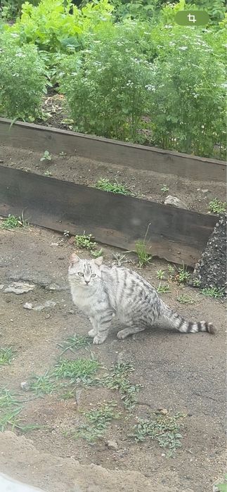 Британцы котята бронь