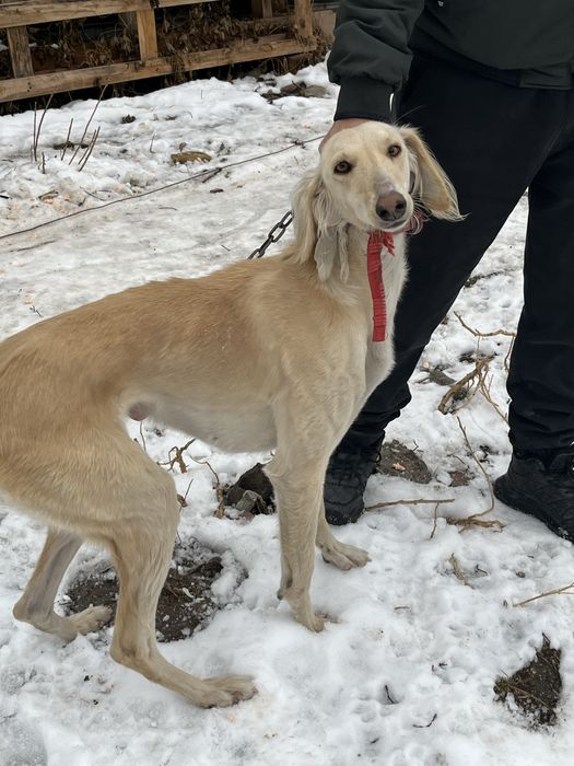 Тазы сатылады! Продается тазы