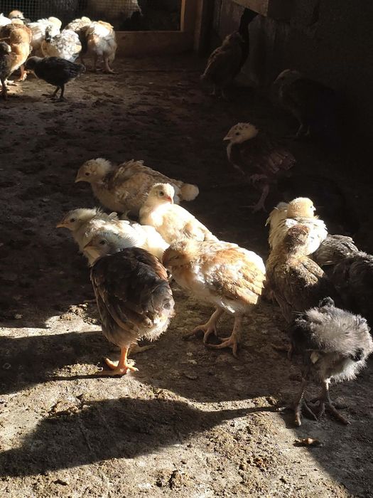 Pui de gaina disponibili