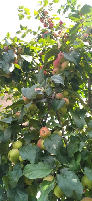 Дача Звездочка 131 км