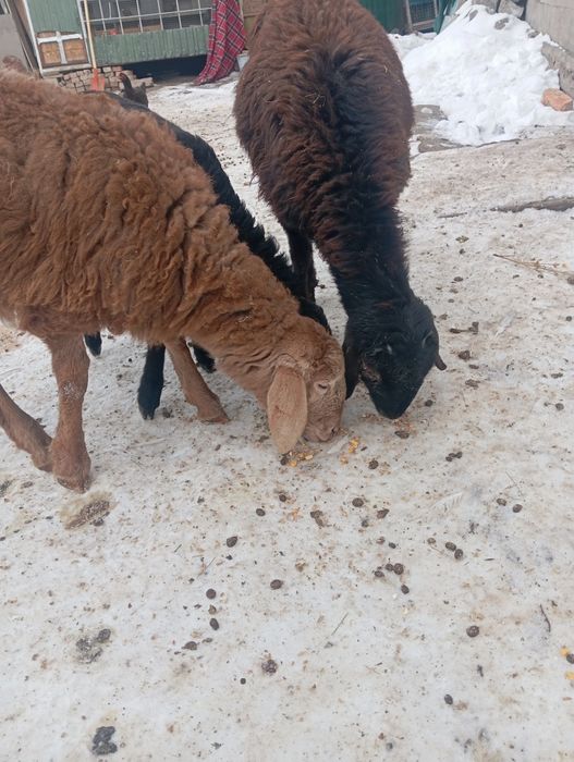 Продам ягнят тохтушки