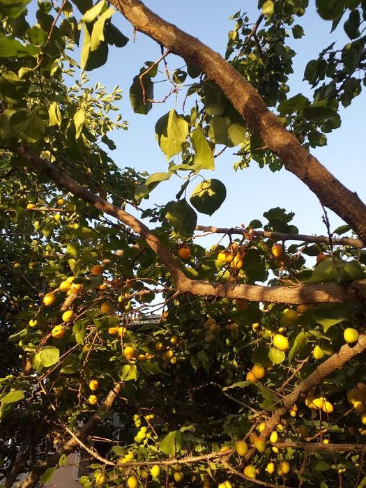 7 sot tayyor hovli joy sotiladi