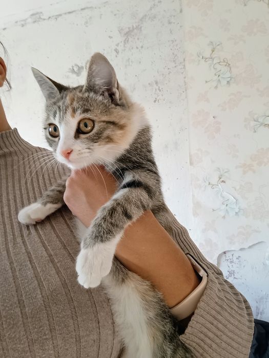 Отдам в добрые руки котенка