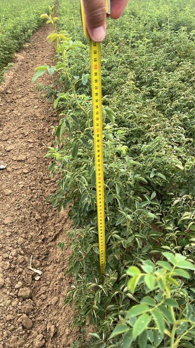 Puieti maces 30 50cm gladita roscov 40 50 cm