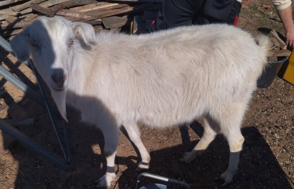 10 кози и 1 мъж запас