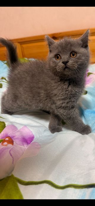 Британско момченце!