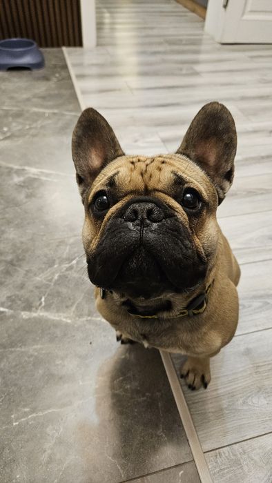 Французский бульдог