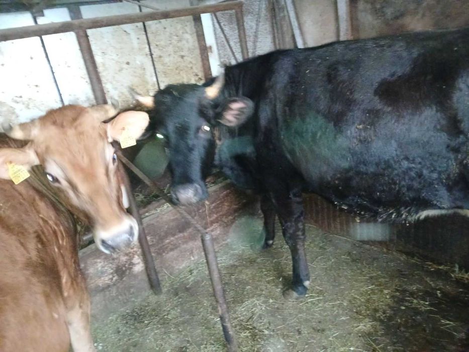 Продавам крави и юници преди отелване