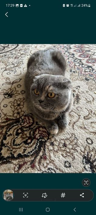 Мушук Скоттиш фолд