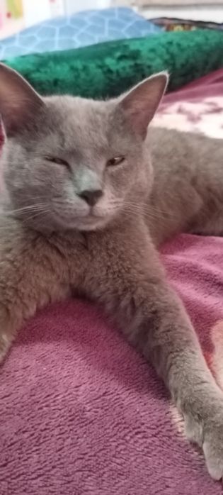 Britan mushugi sotiladi