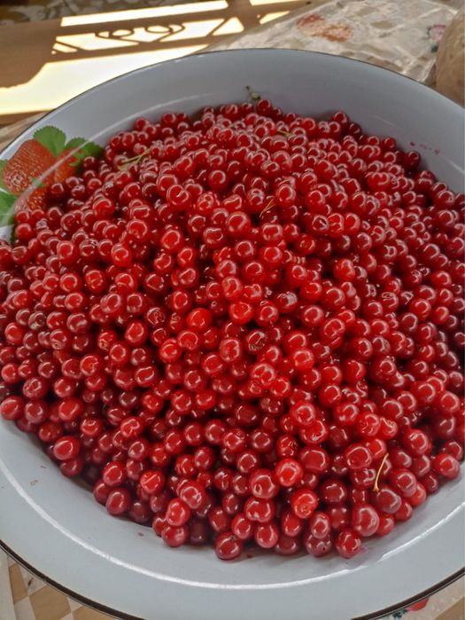 Продам Свежые вишний