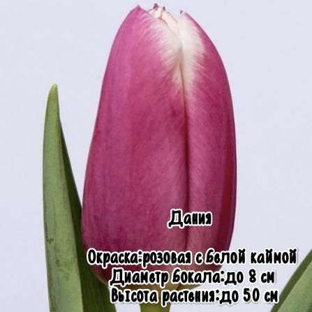 Тюльпаны к 8 марта