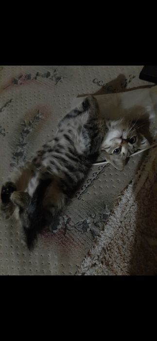 Маленький котёнок
