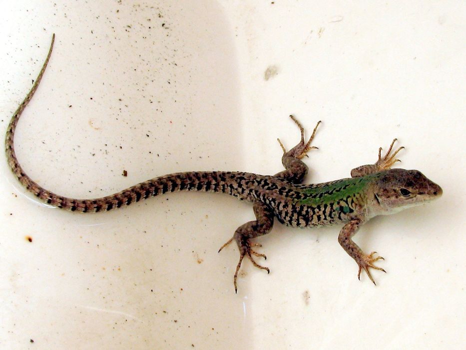 дезинфекция от ящериц