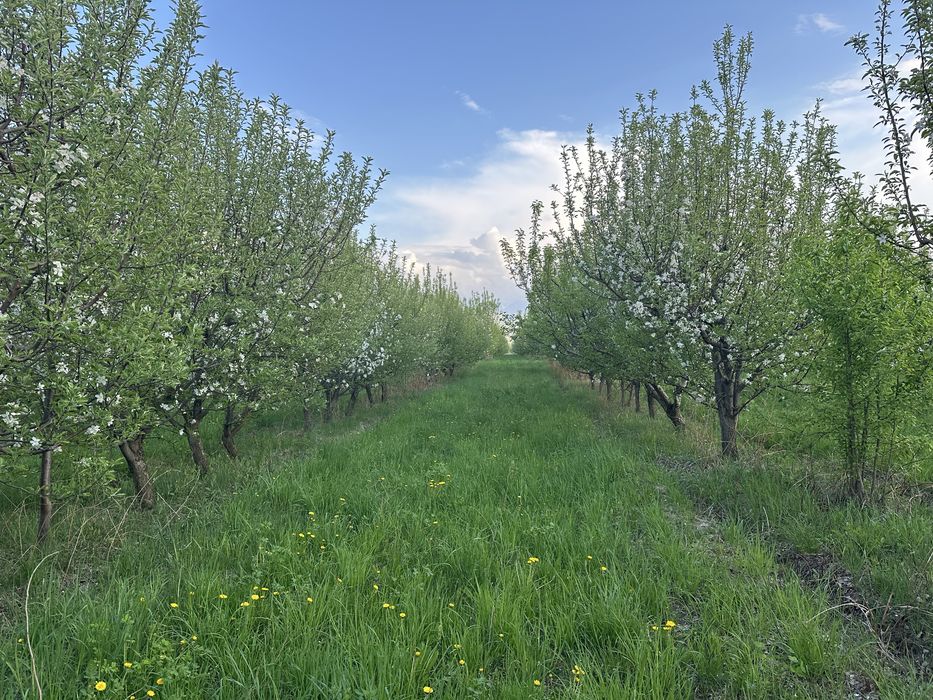 Плодоносящий сад