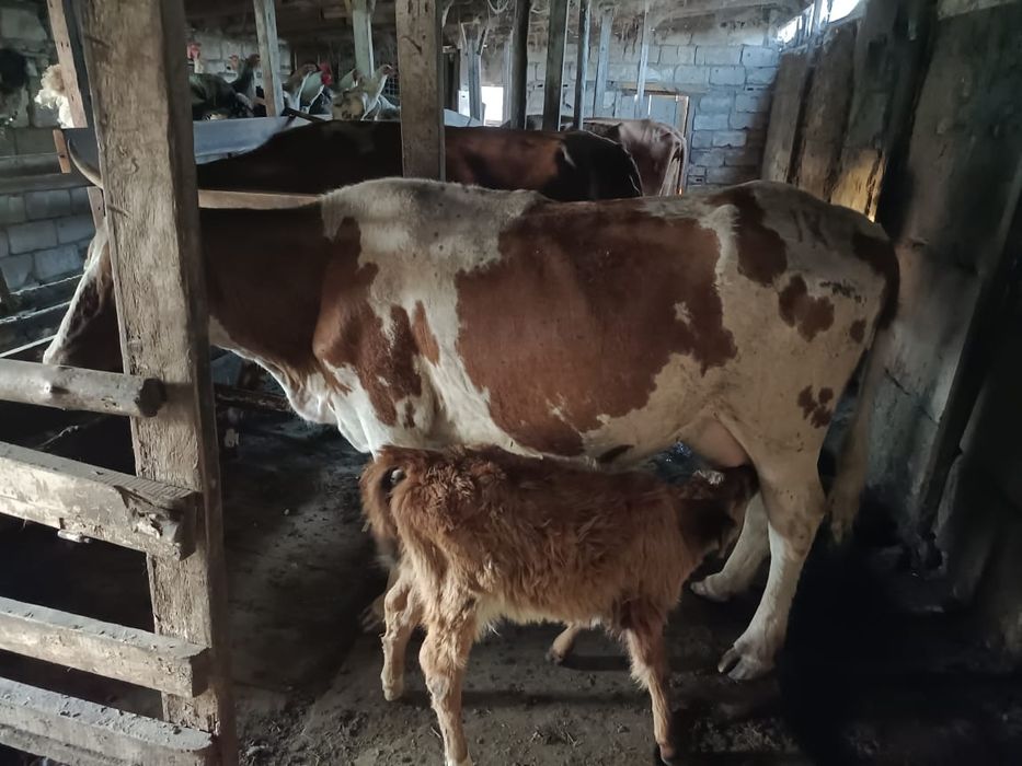 Корова с телёнком