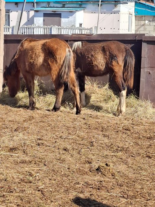 Тайлар еркек 4 бас сатылады