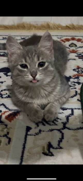 Отдам котёнка, девочку