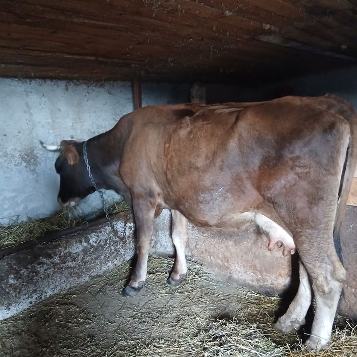 Vand vaca gestanta