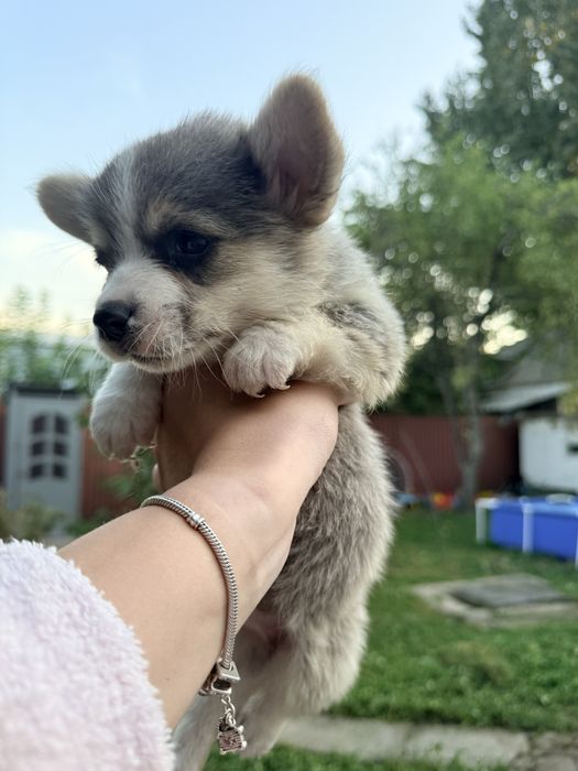 Продам мальчика корги