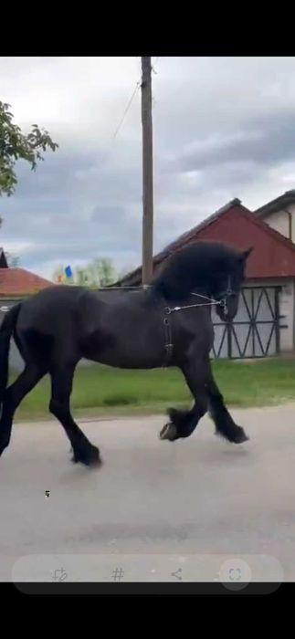 Iapa friziana  de vinzare