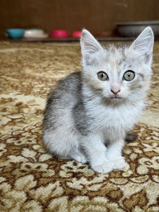 Отдам котят в хорошие руки