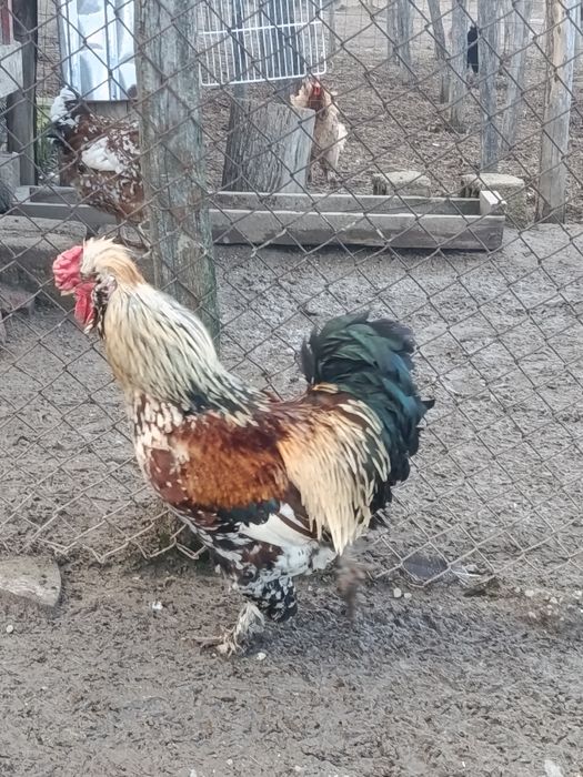 Vând pasari crescute bio de tăiat sau de ținut