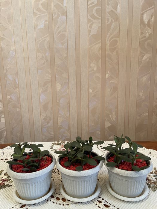 Комнатные цветы -денежное дерево