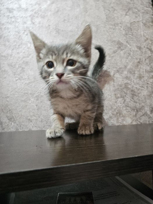 Девочка красавица