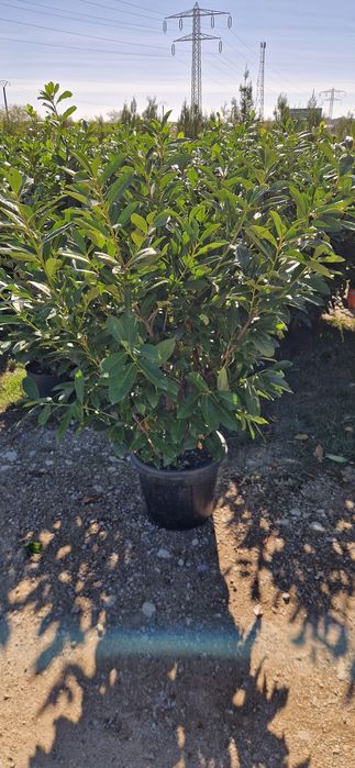 Prunus laucerasus- Photinia Red Robin