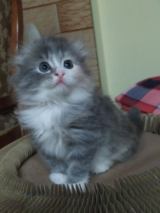 Шотландские малышки