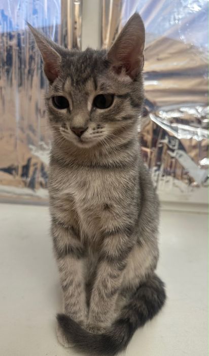 Котенок только в добрые руки!