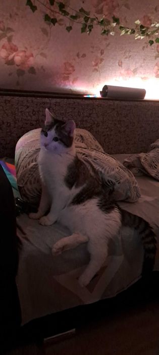 Отдам Кота в добрые руки