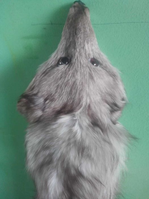 Сребърна лисица яка