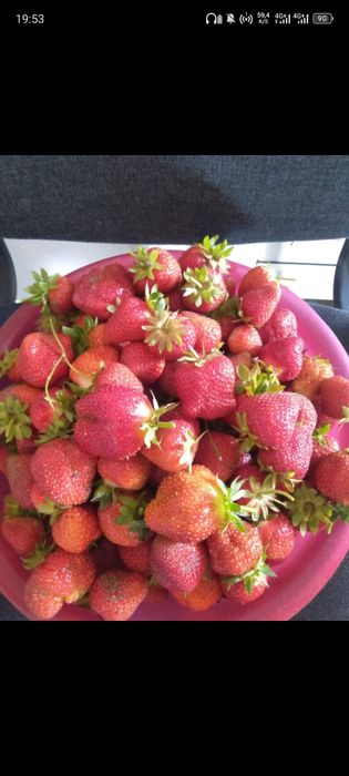 Рассада клубника ремонтная