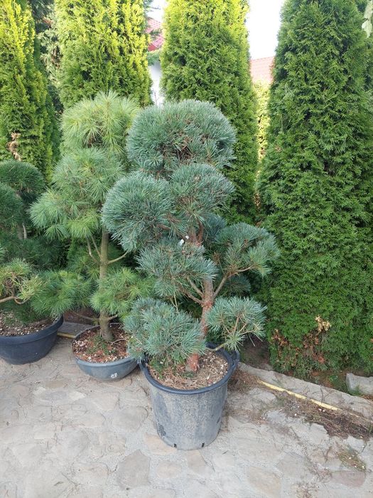 Plante ornamentale pentru gradina
