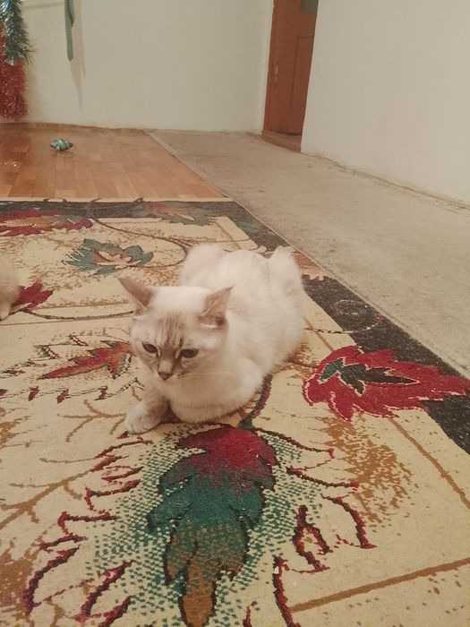 Кошку в хорошие руки