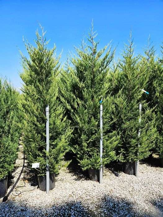 Cupressocyparis Leylandi Vesnic Verde pentru Alei