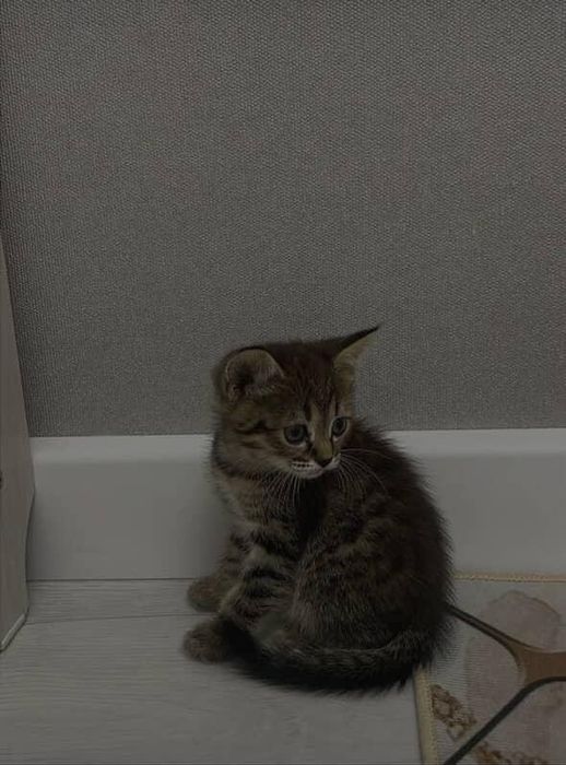 Кошка 3 месяца полубританка