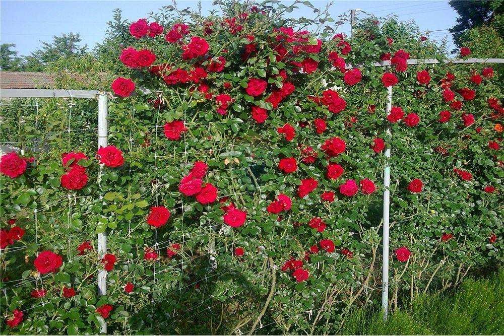 Продава се Къща в с. Червена вода, Област Русе - 360 кв.м за 864 €/кв.м - Снимка #14