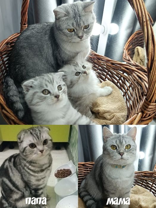 Продаю шотландских котят