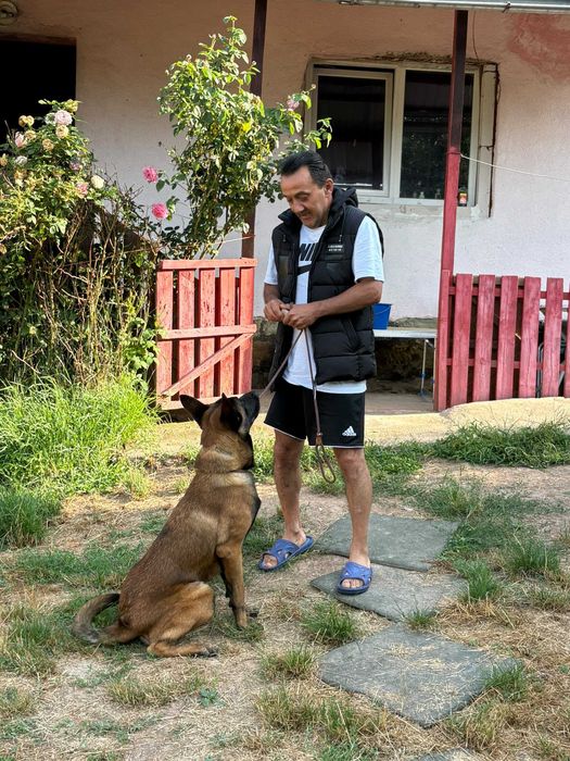 Dresaj canin profeslonal
