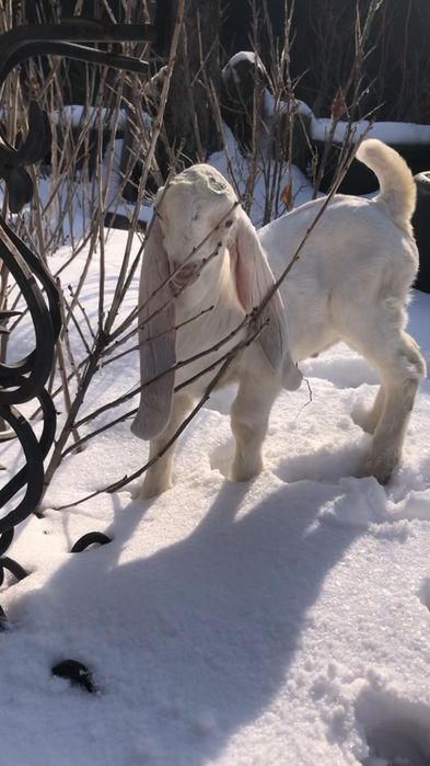 Продам козлёнка ЧП гулаби