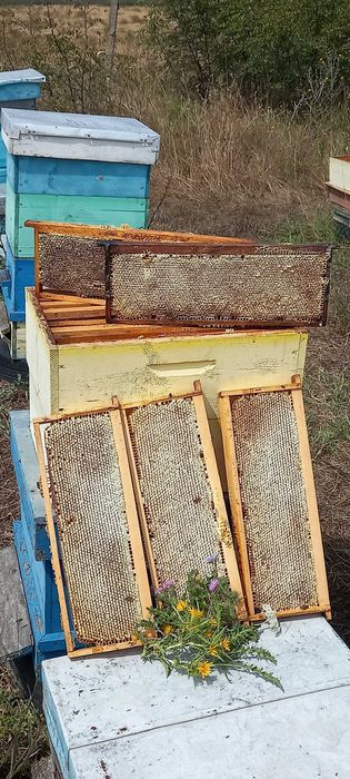 Продавам Пчелен мед в пита